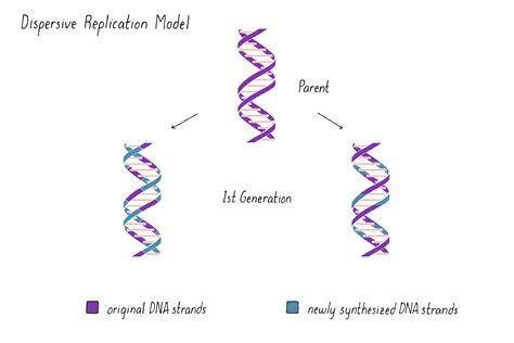 dispersive dna replication|dispersive method of dna replication.